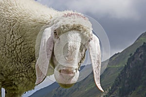 Sheep portrait - summer in the mountains