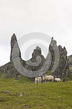 Sheep pose by the Old Man of Storr, Scotland