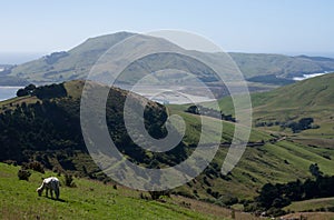 A sheep posing in the foreground in Otago Peninsula near Dunedin in New Zealand
