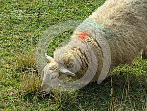 Sheep in Prayer on the green farm photo
