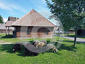 Sheep in Pribyina skanzen, Slovakia