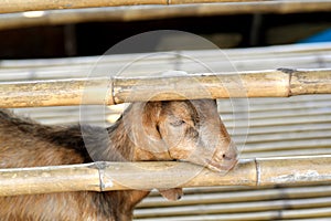 Sheep in the prision