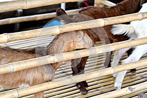 Sheep in the prision