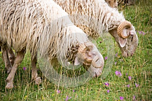 Sheep of the Pyrenees close up