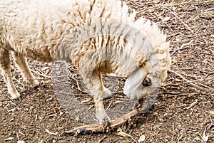 The sheep is a quadrupedal, ruminant mammals