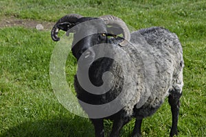 Sheep ram, farm animals and pet