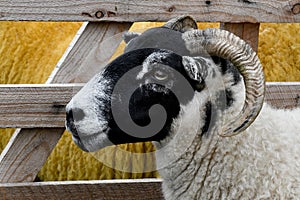 Sheep Ram head framed in pallet background with other sheep infill