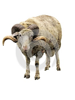 Sheep ram with horns isolated over white