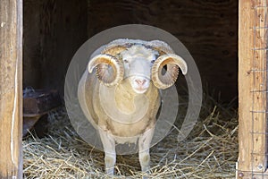Sheep Ram Peeking Through Animal Pen Entrance photo