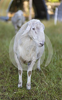 Sheep ram suspicious of having photos taken