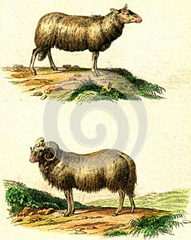 The sheep, The ram, vintage engraving