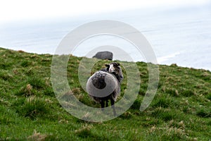 Ovce v pastvina na ostrov v atlantický oceán 