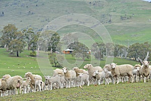 Sheep in Ranch New Zealand farm