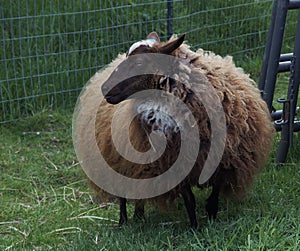 Sheep ready for sheering photo