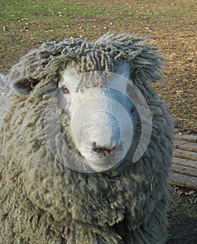 Sheep reared for sheeps wool,fleece, meat and dairy products.