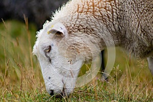 A sheep in Rebild Bakker, Jutland, Denmark