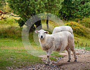 A sheep in Rebild Bakker, Jutland, Denmark