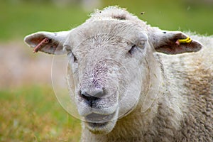 A sheep in Rebild Bakker, Jutland, Denmark