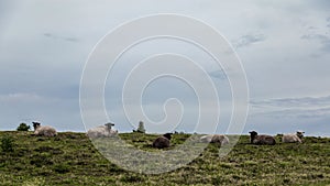 Sheep are regularly found in the fields of Portugal and they enjoy a lot of freedom and beautiful living conditions.