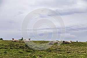 Sheep are regularly found in the fields of Portugal and they enjoy a lot of freedom and beautiful living conditions.