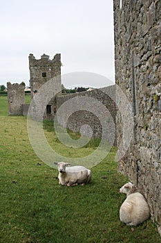 Sheep relax at Kells Priory