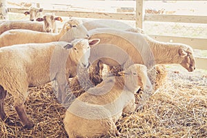 Sheep relax in their stall at the county fair