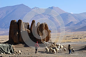 Sheep with relics and Mountains in Tibet photo