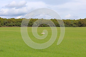 Sheep rest on the field