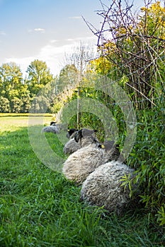 Sheep resting against fence