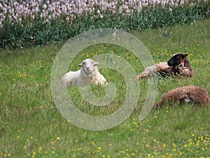 Sheep resting by asphodels