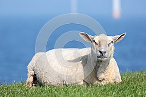 Sheep resting at dike near Dutch sea with silhoutte windturbines