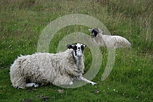 Sheep resting in field