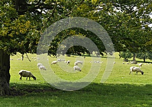 Sheep resting in field