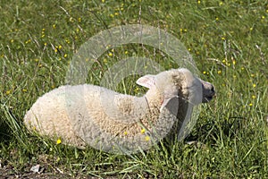 Sheep resting on the grass at Andenes in norway