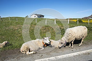 Sheep resting on the grass at Andenes in norway