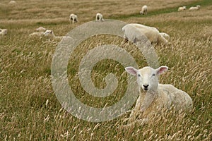 Sheep resting in grassy meadow