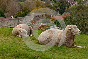 Sheep resting on a green lawn, Slovakia Europe