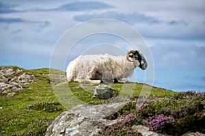 Sheep resting