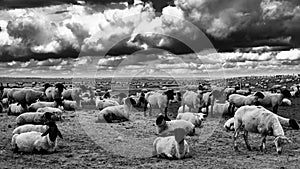 Sheep resting in a meadow and dramatic clouds, Normandy, Mont Saint Michel, France