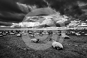 Sheep resting in a meadow, Normandy, Mont Saint Michel, France