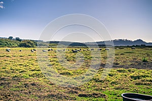 Sheep resting on a pasture, Carmel-by-the-Sea, Monterey Peninsula, California