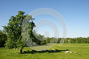 Sheep Resting in the Shadow of a Large Tree