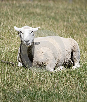 Sheep Resting on Sunlit Grass