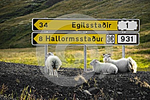 Sheep are resting under signpost photo