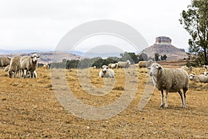 Sheep resting in the veld