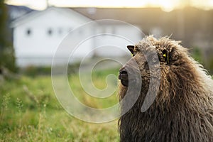 Sheep with a RFID transponder