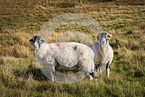 Sheep Ribblehead, Yorkshire Dales