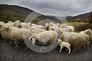 Sheep on the road