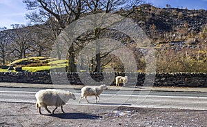 Sheep on Road in Wales