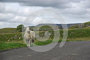 Sheep on a road in the Yorkshire Dales